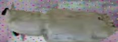 7482962127/7484530120 WATER TANK for RENAULT 